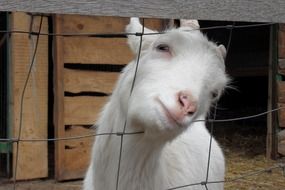 handsome Goat Animal