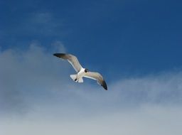 Seagull flying in a freedom