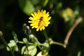 hoverfly on the yellow flower
