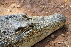 Relaxed crocodile is resting