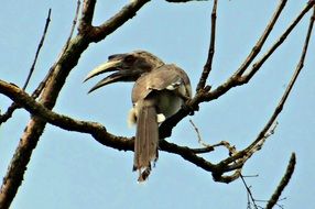 indian grey hornbill on the tree branch