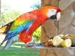 multi-colored big parrot on the table near the food