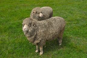 gray sheeps on green grass
