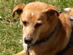 Senior Old Dog