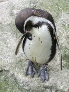 humboldt penguin cleaning himself