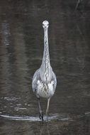 gray heron is on the water