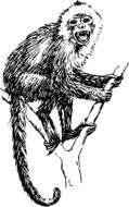 Black and white drawing of a monkey on a branch