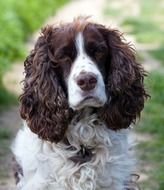 portrait of a cute english spaniel