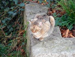 Kitty in autumn forest