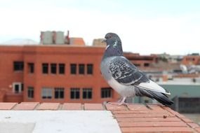 pigeon on roof in a city