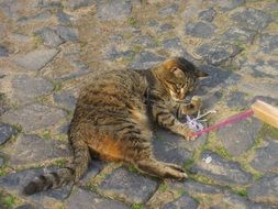 cat mackerel on the pavement