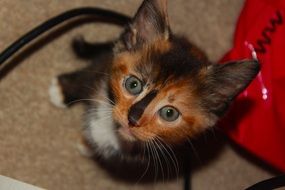 black red kitten