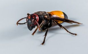 closeup of a hornet