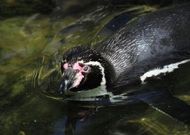 Wild swimming humboldt penguin in a water