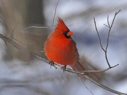 Red cardinal in winter
