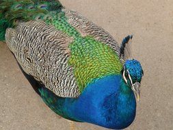 Beautiful colorful Asian peacock