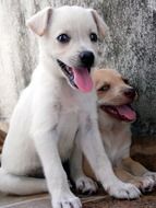 two home puppies
