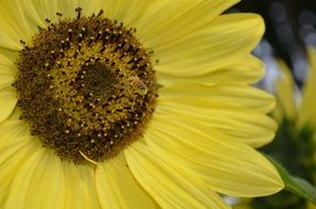 sunflower and striped bee