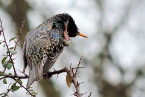 bird on a branch with needles