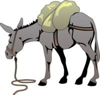 Cartoon gray donkey as a clipart