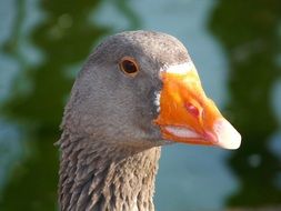 portrait of a grey goose