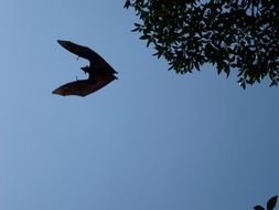 Sri Lanka Fly Bat