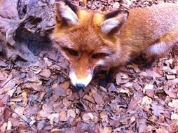 red fox on dry leaves