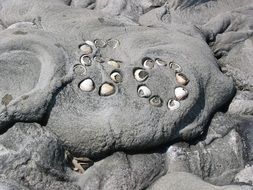 seashells as tracks on the north sea