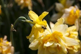 insect on yellow flowers