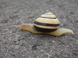 snail in striped shell