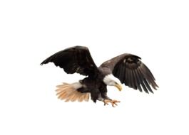 graphic image of a bald eagle