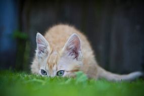 Funny Cat Hiding