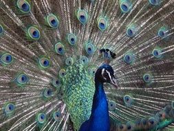 artistic peafowl bird