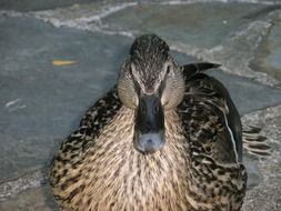 portrait of wild duck plumage