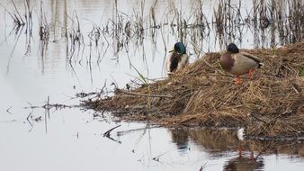 picture of the ducks on a pond in the wildlife