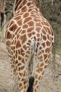 beautiful and cute Giraffe, Savannah