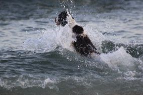 dog in spray of water