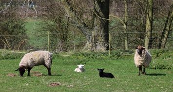 grazing sheep with lambs