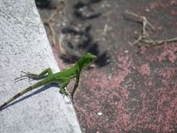 green iguana on the roadside