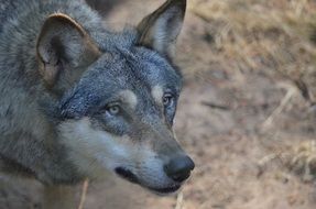 Colorful head of the wild wolf