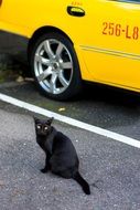 black cat on the street