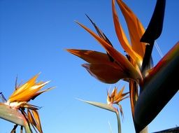 Bird Of Paradise