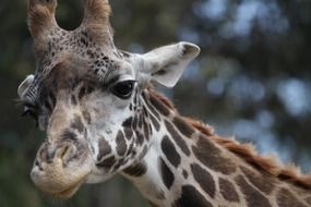 Giraffe Close-Up Animal Big