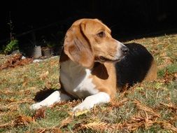 Beagle Dog portrait