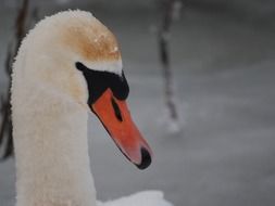 snow on the head of a white swan