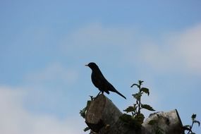 bird Perched on Tree portrait
