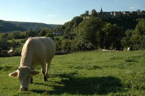 white cow in the meadow Landscape
