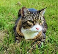 domestic cat is resting on the lawn