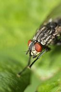 black fly close on green background