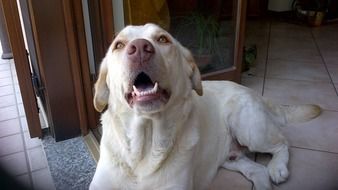 photo of a labrador with open mouth